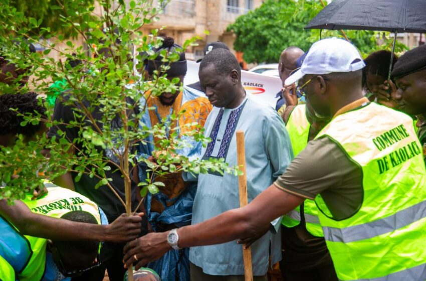  Journée Nationale de l’arbre : La mairie de Kaolack compte planter 50 000 arbres 